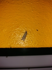 Evergestis isatidalis