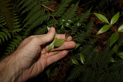 Pandorea jasminoides