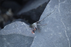 Metopograpsus frontalis