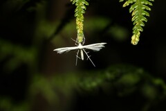 Oxyptilini