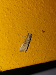 Evergestis isatidalis