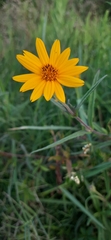 Aspilia montevidensis