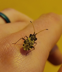 Centrocoris variegatus