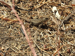 Sceloporus spinosus