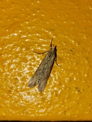 Evergestis isatidalis