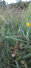 Aspilia montevidensis