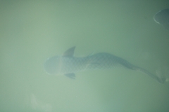 Ellochelon vaigiensis