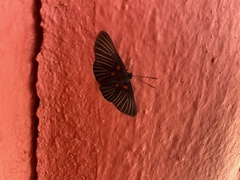 Melanis cephise