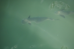 Ellochelon vaigiensis