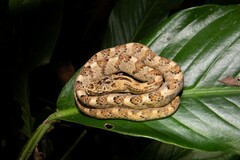 Phrynonax poecilonotus