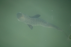 Ellochelon vaigiensis