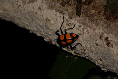 Scaphidomorphus bosci