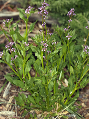 Chorispora tenella