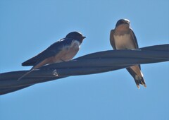 Petrochelidon pyrrhonota