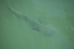 Ellochelon vaigiensis