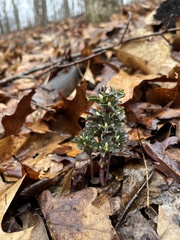 Obolaria virginica