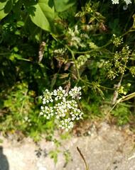 Chaerophyllum temulum