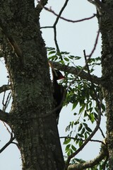 Campephilus leucopogon