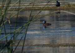Oxyura ferruginea