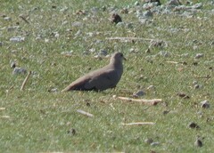 Metriopelia melanoptera