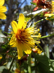 Bidens cosmoides