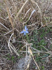 Nemastylis geminiflora