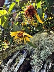 Bidens cosmoides