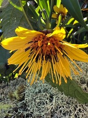 Bidens cosmoides