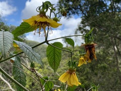 Bidens cosmoides