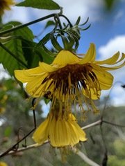 Bidens cosmoides