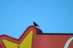 Corvus brachyrhynchos