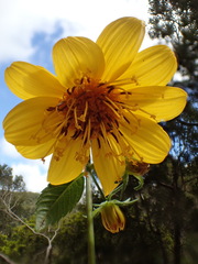 Bidens cosmoides