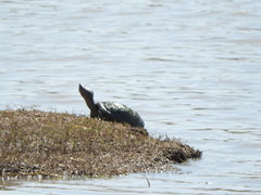 Kinosternon integrum