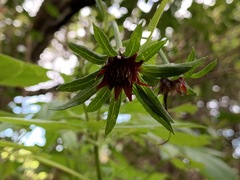 Bidens cosmoides