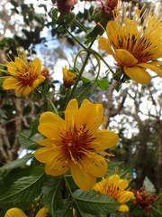 Bidens cosmoides