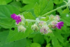 Mirabilis aggregata