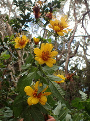 Bidens cosmoides