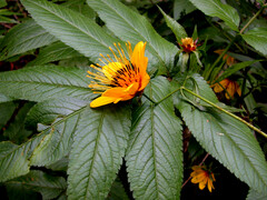 Bidens cosmoides