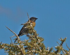 Phrygilus