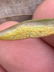 Puccinia mariae-wilsoniae