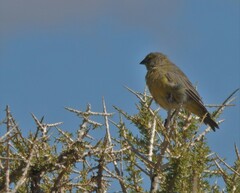 Sicalis olivascens
