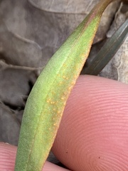 Puccinia mariae-wilsoniae