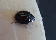Harmonia axyridis