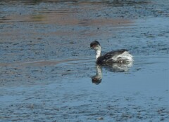 Podiceps occipitalis