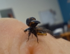 Harmonia axyridis