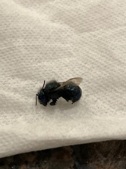 Osmia ribifloris ribifloris