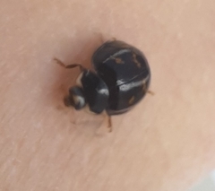 Harmonia axyridis