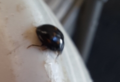 Harmonia axyridis