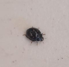 Harmonia axyridis