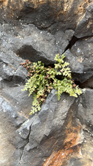 Asplenium montanum